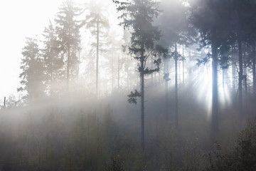 sunlight through misty forest trees