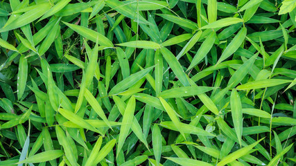 Grass background
