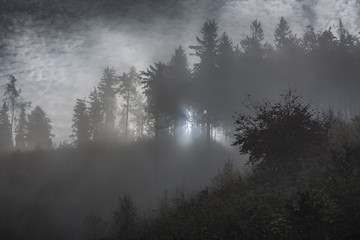 sunlight through misty forest trees