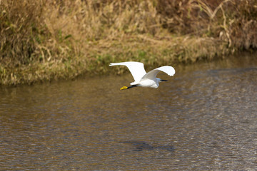 A heron is flying.
