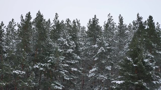 the tops of pine trees in the winter nature snow landscape
