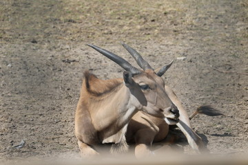 Deer sitting with a bird