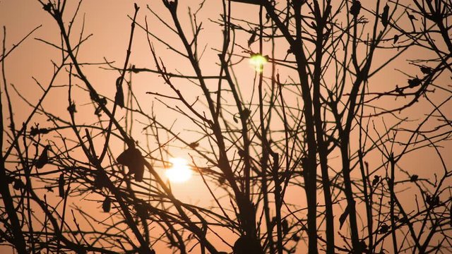 Sunrise view Silhouettes of warm gold sky with leafless tree branches
