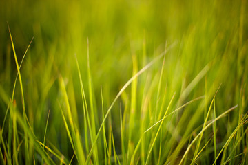 green grass
