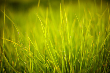 green grass