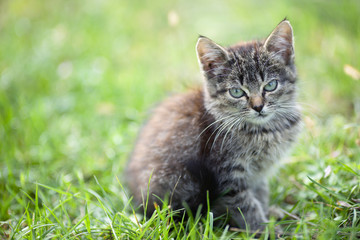 kitten in the grass