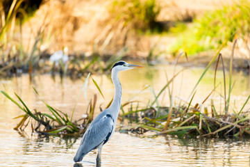 A heron stands in a river.