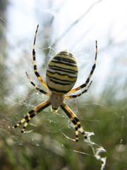 Wespenspinne (Argiope bruennichi, auch Zebraspinne, Tigerspinne oder Seidenbandspinne) in ihrem Netz