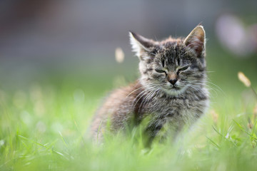 kitten in the grass