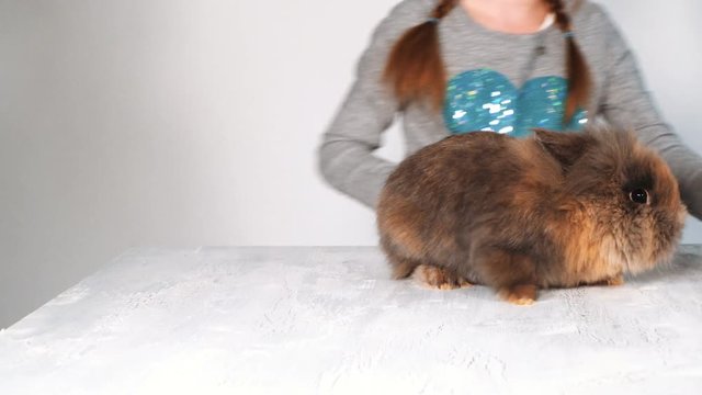 blondes m&auml;dchen spielt mit kaninchen indoor
