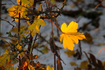 Yellow leaf in winter landscape