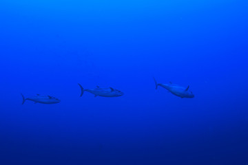 Tuna fish in sea
