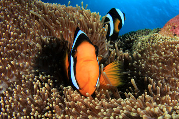 Fototapeta na wymiar Clownfish anemonefish nemo fish in coral reef