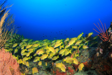 Obraz na płótnie Canvas Fish school on coral reef