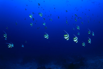 Obraz na płótnie Canvas Fish school on coral reef