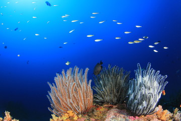 Coral reef underwater with fish in ocean