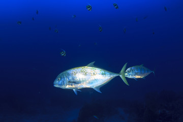 Tuna fish underwater