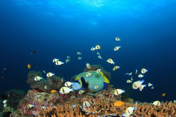 Naklejka na ściany i meble Fish school on coral reef