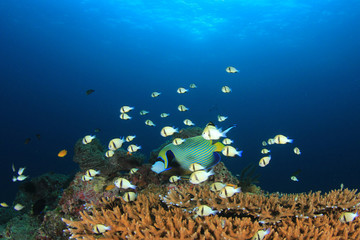 Fototapeta na wymiar Fish school on coral reef