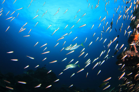 Fish school on coral reef