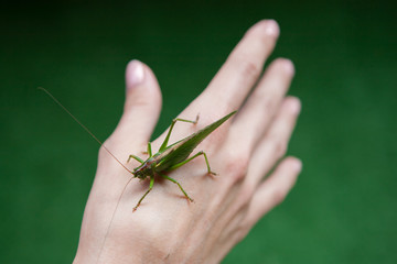 Green locust on the hand.