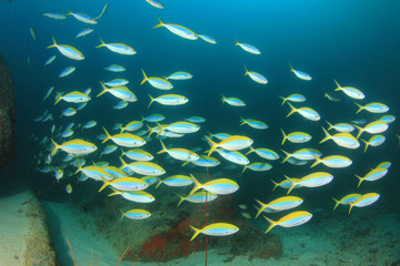 Fototapeta premium Fish school on coral reef