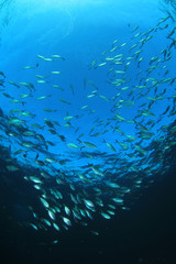 Fototapeta na wymiar Tuna fish underwater