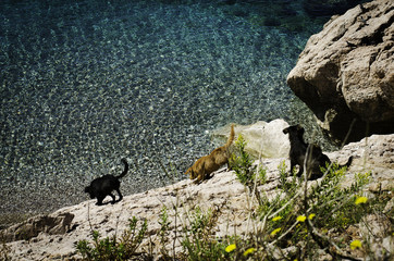 собаки бегущие по скале в воду