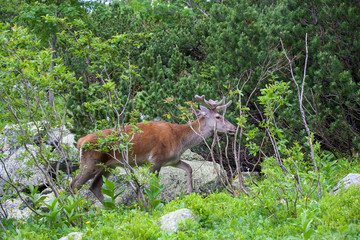 Deer in the mountain forest.