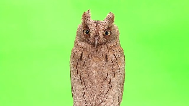 European scops owl on green screen