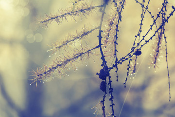 Tree branch with raindrops