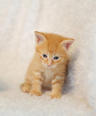 Small ginger kitten in a fluffy white blanket