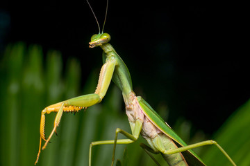 Giant Malaysian shield praying mantis (Rhombodera Basalis) resting on a tree during the night