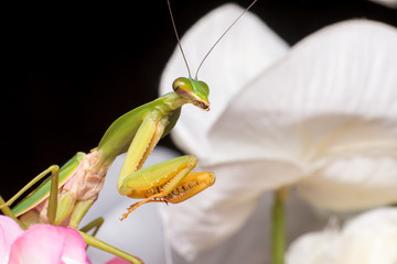 Giant Malaysian shield praying mantis (Rhombodera Basalis) resting on a white and purple flower during the night