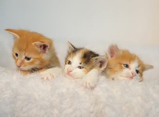 Fototapeta na wymiar Three little kittens peeking out of a white fluffy chair