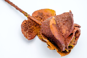 petrified rose, typical souvenir of the Karlovy Vary town in Cze