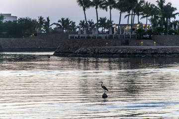 Grey Heron Bird Sultanate Oman Souly Bay harbour and Hotels Oceanside