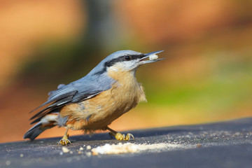 Wood Nuthatch Sitta europaea