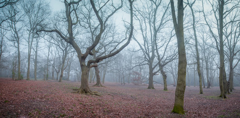 Fototapeta premium Mystical forest at dawn