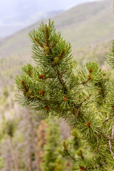 Rocky Mountain Pine