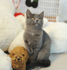 Grey plush cat in a New Year's interior with toy bear
