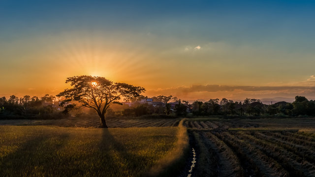 silhouette tree sunset in Cornfield, Thailand