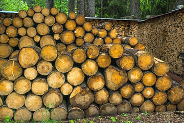 Pile of wood logs. Wood logs texture background..