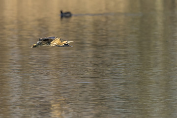 Rohrdommel (Botaurs stellaris)