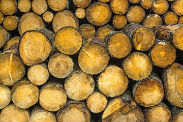 Pile of wood logs. Wood logs texture background..