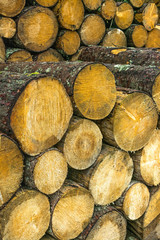Pile of wood logs. Wood logs texture background..