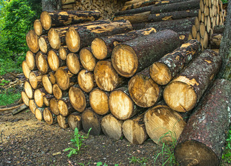 Pile of wood logs. Wood logs texture background..