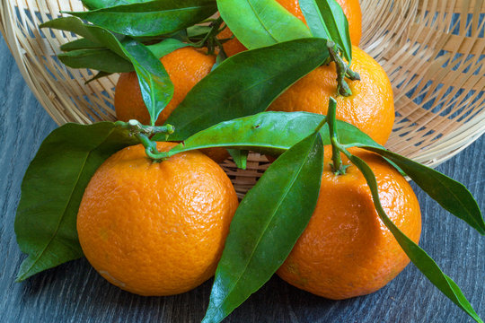 Cl&eacute;mentines corses et leurs feuilles dans une corbeille sur fond noir