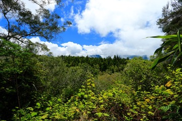 Obraz premium forest of belouve , circus of salazie , Reunion Island National Park, France , october 2016 