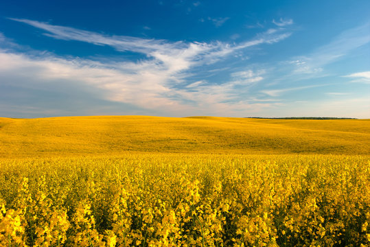 Yellow Field